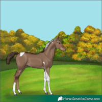 Horse Color:Liver Red Dun Tobiano