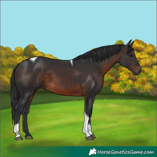 Horse Color:Brown Tobiano Rabicano 