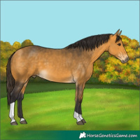 Horse Color:Buckskin Tobiano