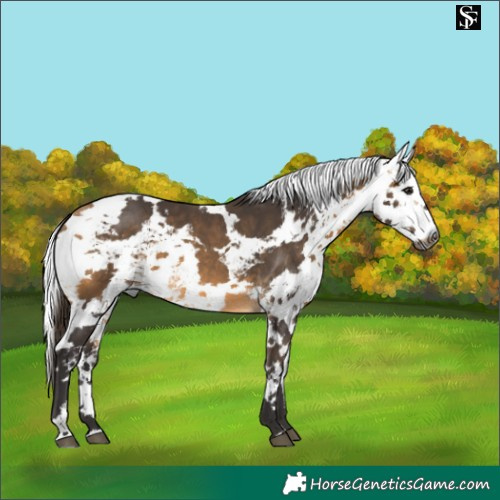 Horse Color:Buckskin Harlequin Merle 