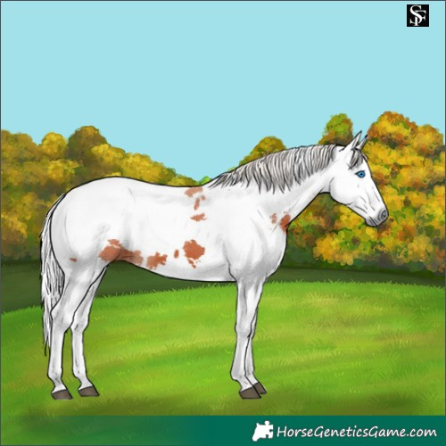 Horse Color:Silver Brown Harlequin Merle 