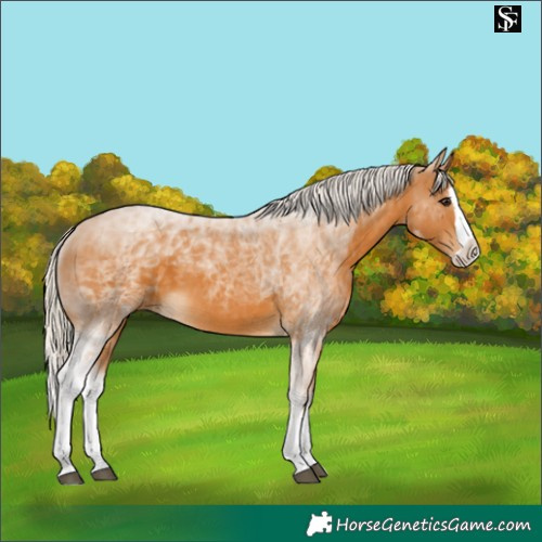 Horse Color:Silver Buckskin Splash 