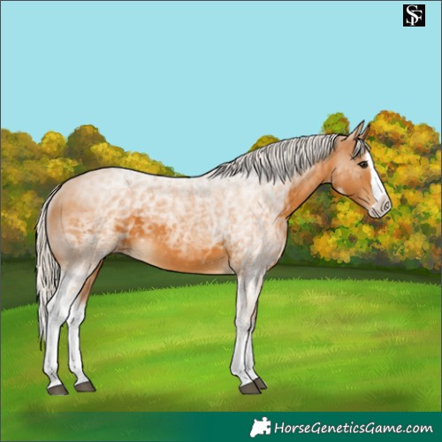 Horse Color:Silver Buckskin Splash 