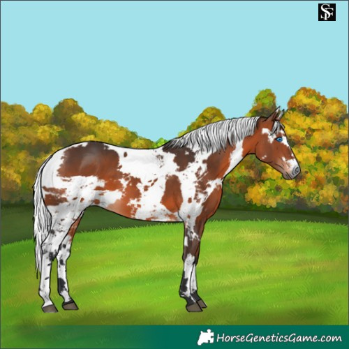 Horse Color:Bay Harlequin Merle