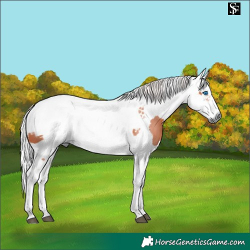 Horse Color:Silver Brown Harlequin Merle 