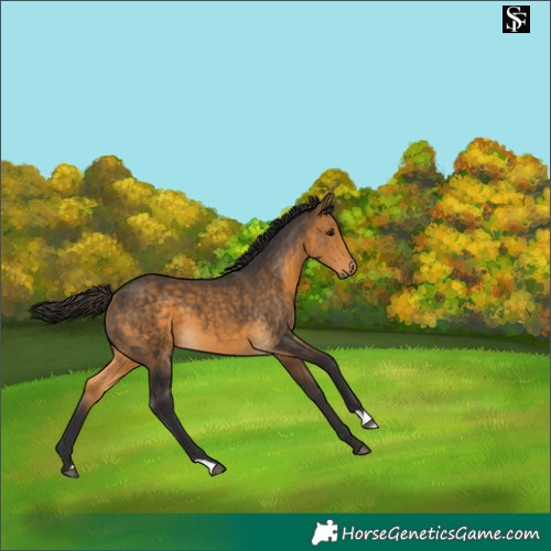 Horse Color:Buckskin 