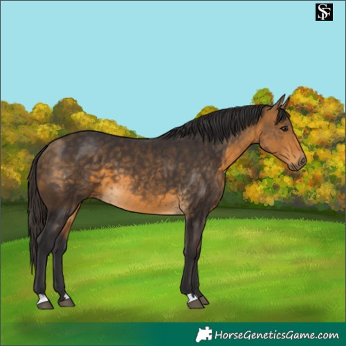 Horse Color:Buckskin 