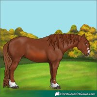 Horse Color:Chestnut 