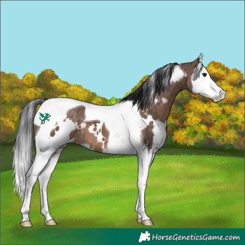 Horse Color:White Spotted Brown Dun Splash Tobiano 