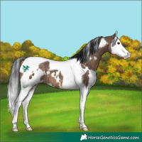 Horse Color:White Spotted Brown Dun Splash Tobiano 