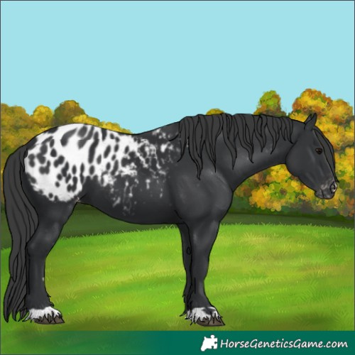 Horse Color:Black Appaloosa 
