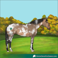 Horse Color:White Spotted Brown Dun