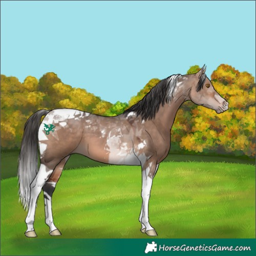 Horse Color:Bay Dun Tobiano 