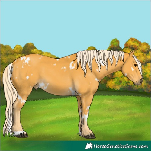 Horse Color:White Spotted Palomino