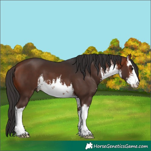Horse Color:White Spotted Bay