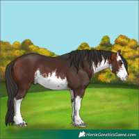 Horse Color:White Spotted Bay