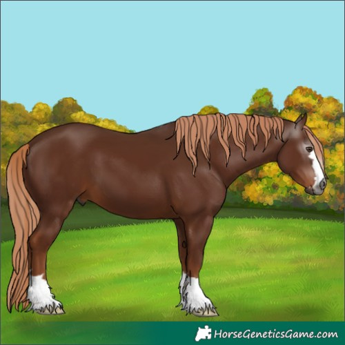 Horse Color:Gray Chestnut