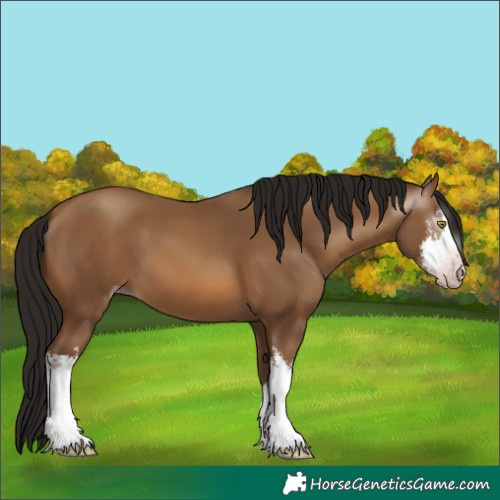 Horse Color:Gray White Spotted Amber Champagne 