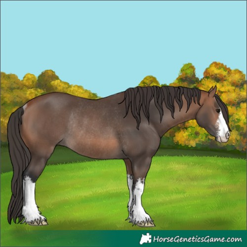 Horse Color:White Spotted Bay Rabicano