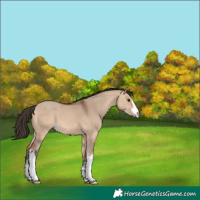 Horse Color:White Spotted Bay Dun