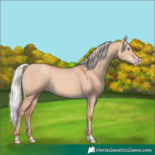 Horse Color:Silver Amber Champagne Dun 