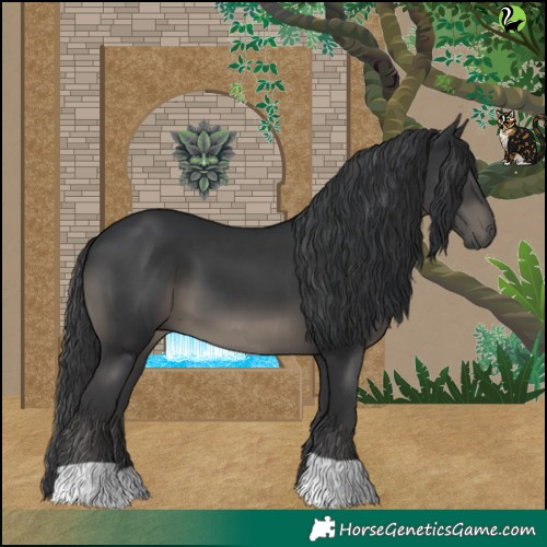 Horse Color:Black 