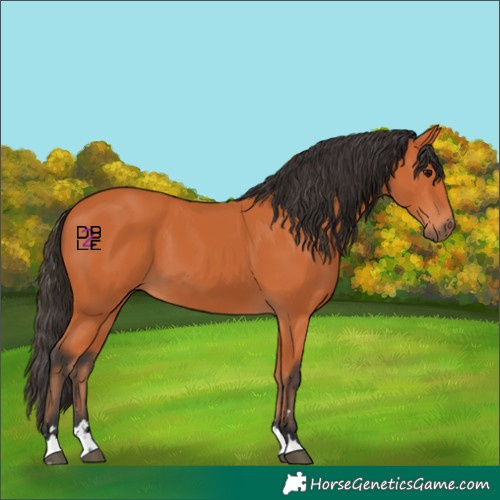 Horse Color:Bay 