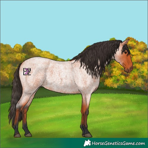 Horse Color:Bay Roan 