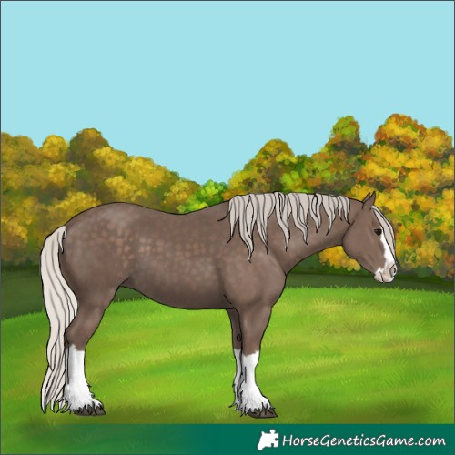 Horse Color:Silver Black Splash