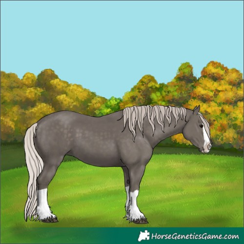 Horse Color:Unknown 