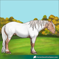 Horse Color:Silver Sable Champagne Tobiano Appaloosa