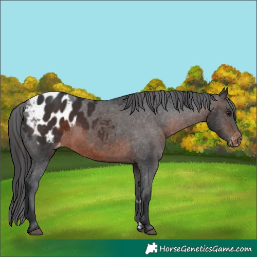 Horse Color:Brown Appaloosa 