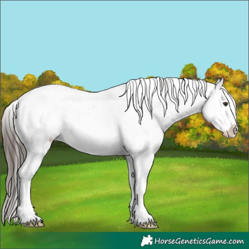 Horse Color:Liver Red Dun Sabino Splash
