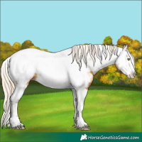 Horse Color:White Spotted Gold Cream Champagne Splash Tobiano Appaloosa Rabicano 