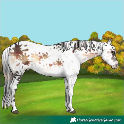 Horse Color:Plaid  Brown Onyx Sabino 