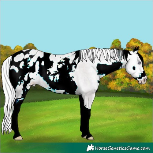 Horse Color:White Spotted Chocolate Silver Sable Champagne Chinchilla Onyx Mushroom Appaloosa 
