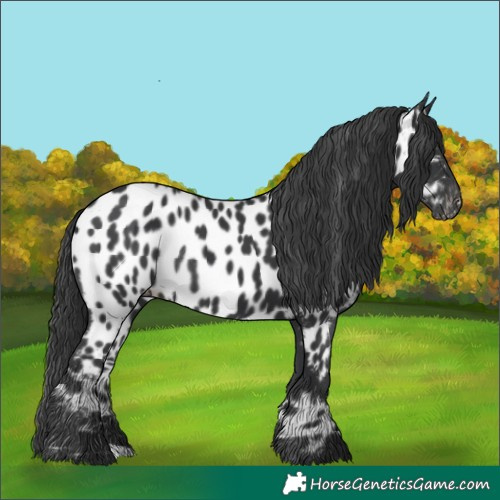 Horse Color:Black Appaloosa Rabicano 