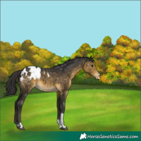 Horse Color:Buckskin Tobiano Blanket Rabicano 