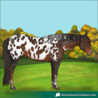 Horse Color:Liver Chestnut Tobiano Near Leopard 