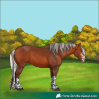 Horse Color:Bay  and Silver Bay 