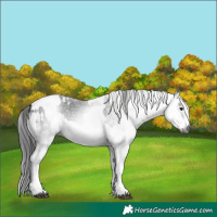 Horse Color:Gray White Spotted Black and Gray White Spotted Black Splash