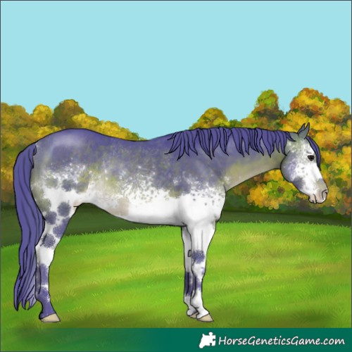 Horse Color:Watercolor White Spotted Brown Rabicano