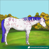 Horse Color:Watercolor Liver Red Dun Sabino Tobiano Appaloosa Rabicano
