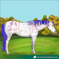Horse Color:Watercolor Liver Red Dun Sabino Tobiano Near Leopard Rabicano 