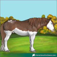 Horse Color:Liver Chestnut Splash Blanket 