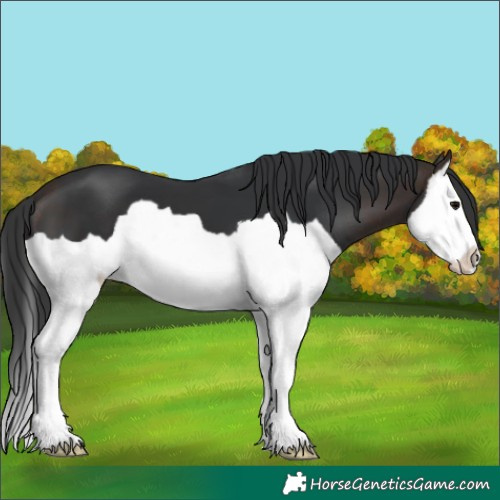 Horse Color:Bay Splash 