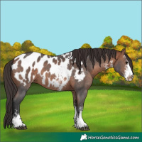 Horse Color:Bay Sabino Near Leopard 