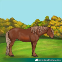 Horse Color:Chestnut 