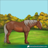 Horse Color:Chestnut 
