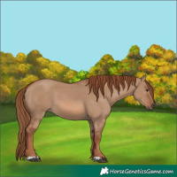 Horse Color:Red Dun 